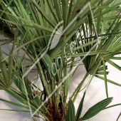 Chamaerops humilis