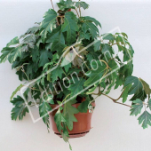 Cissus rhombifolia