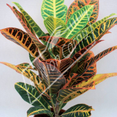 Codiaeum variegatum