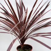 Cordyline australis