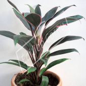 Cordyline fruticosa