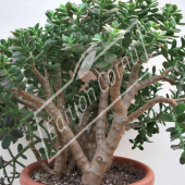 Crassula arborescens