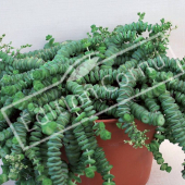 Crassula rupestris ssp marnieriana