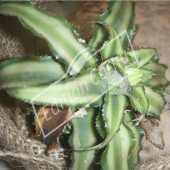 Cryptanthus bivittatus