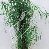 Cyperus alternifolius