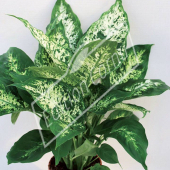 Dieffenbachia picta