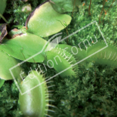 Dionaea muscipula