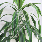 Dracaena fragrans