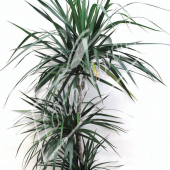 Dracaena marginata