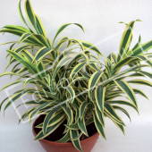 Dracaena reflexa ‘Song of India’