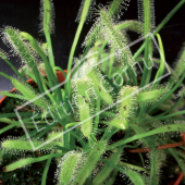 Drosera capensis