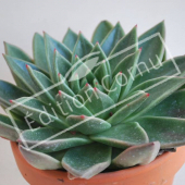 Echeveria setosa
