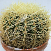 Echinocactus grusonii