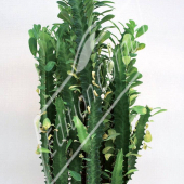 Euphorbia trigona