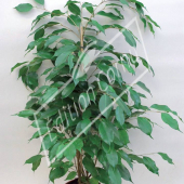 Ficus benjamina