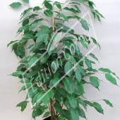 Ficus benjamina