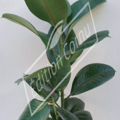 Ficus elastica