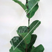 Ficus lyrata