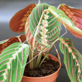 Maranta leuconeura ‘Erythronaura’