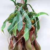 Nepenthes hybrides