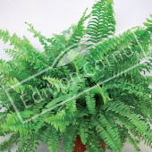 Nephrolepis exaltata