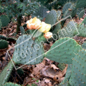 Opuntia ficus-indica