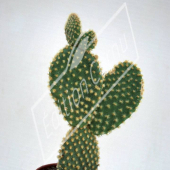 Opuntia microdasys