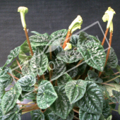 Peperomia caperata