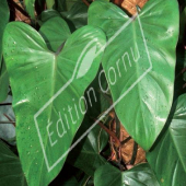 Philodendron erubescens