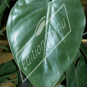 Philodendron scandens