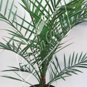 Phoenix canariensis