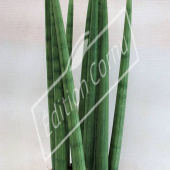 Sansevieria cylindrica