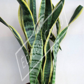 Sansevieria trifasciata