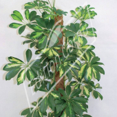 Schefflera arboricola