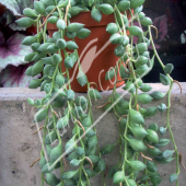 Senecio rowleyanus