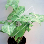 Syngonium podophyllum