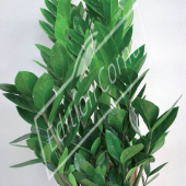 Zamioculcas americana