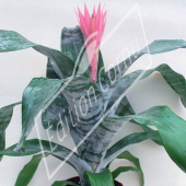 Aechmea fasciata