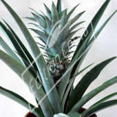 Ananas comosus