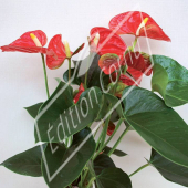 Anthurium andreanum