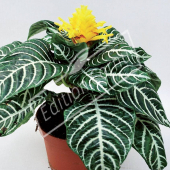 Aphelandra squarrosa