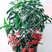 Ardisia crenata