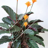 Calathea crotata