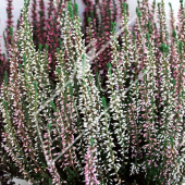 Calluna vulgaris