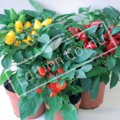 Capsicum annuum