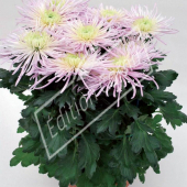 Chrysanthemum hortorum