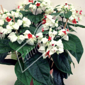 Clerodendron thomsoniae