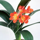 Clivia miniata