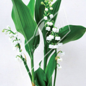 Convallaria majalis