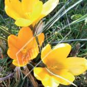 Crocus vernus